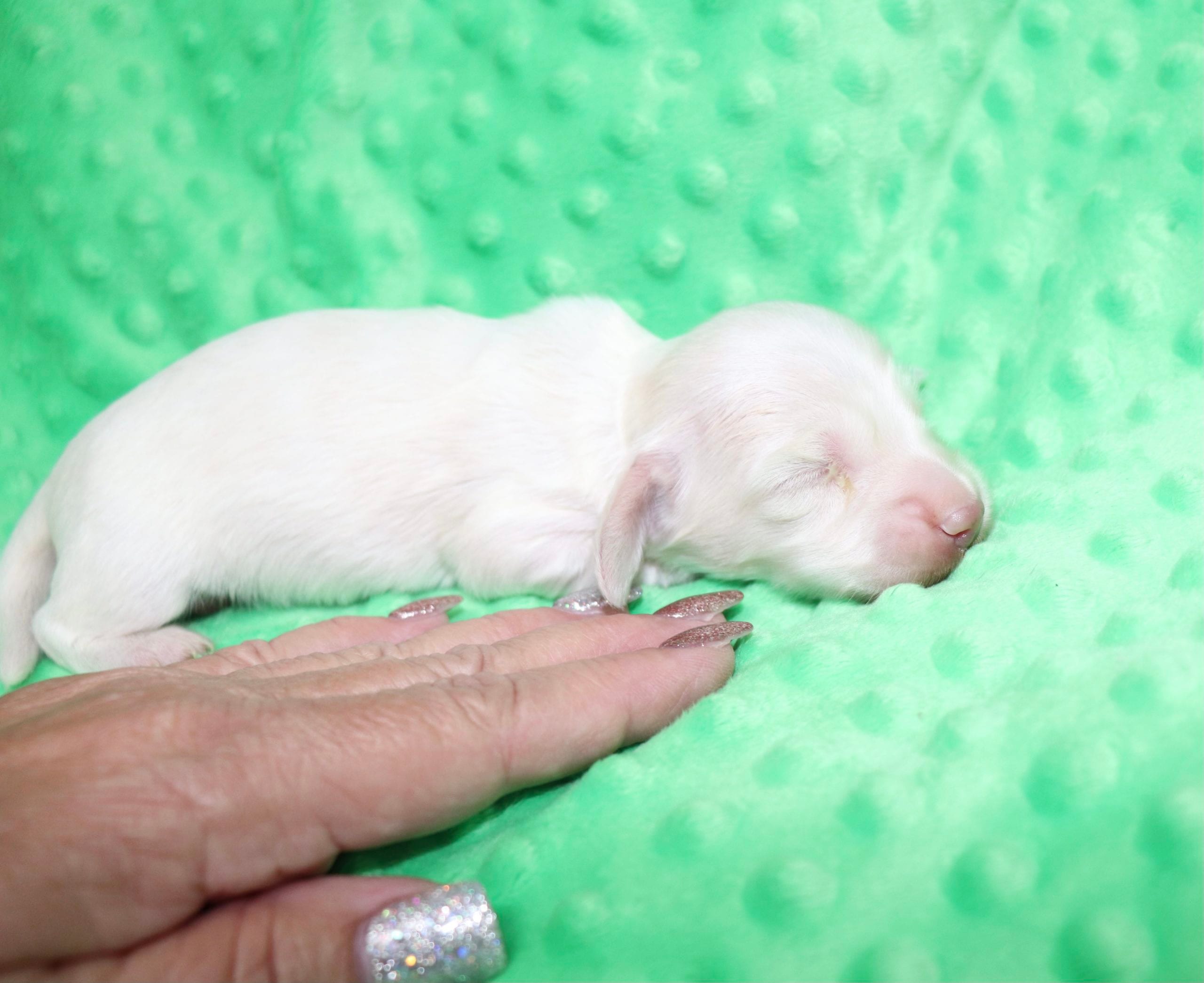 Creme of the Crop Dachshunds - Casper Puppy 11