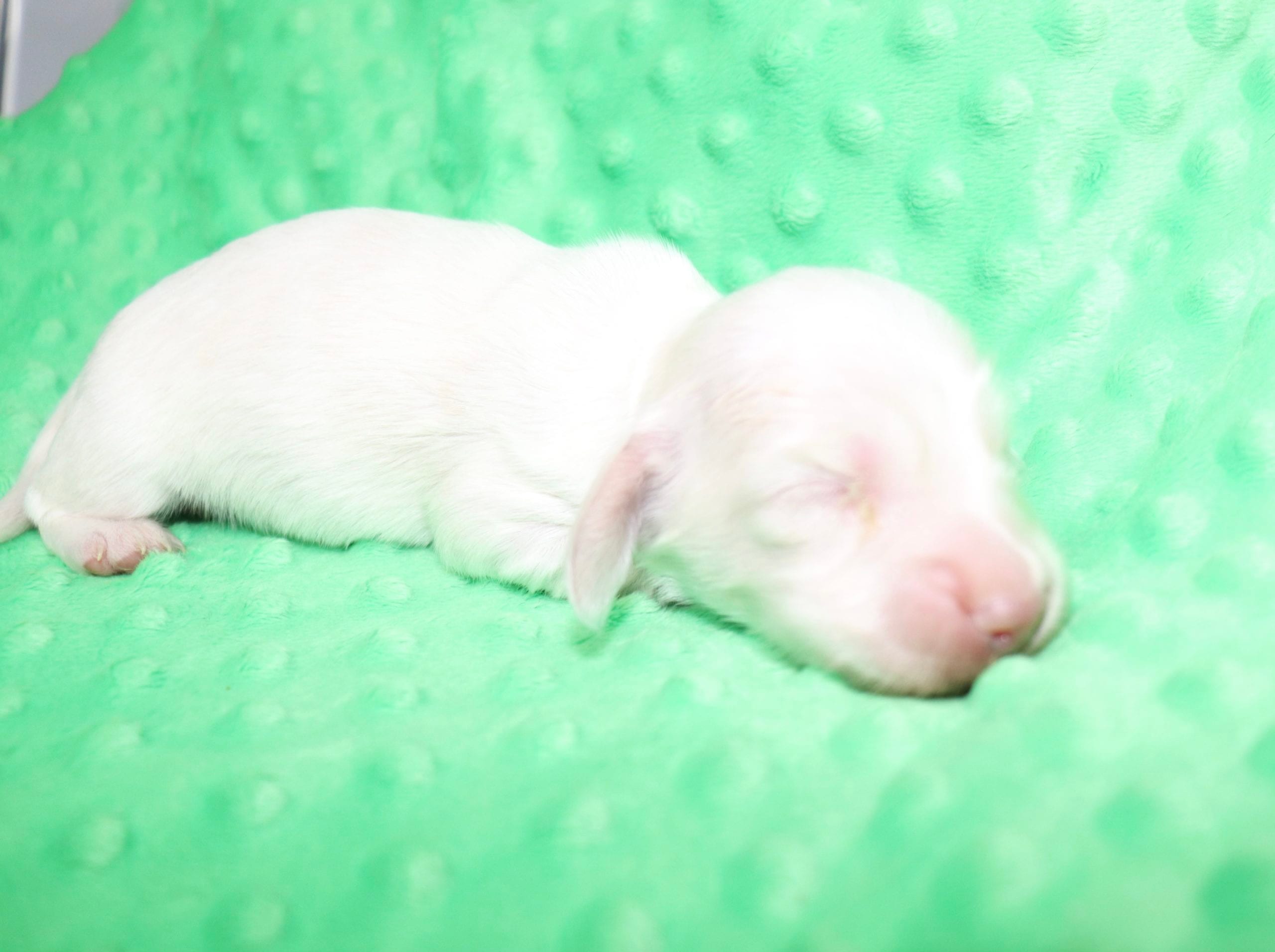 Creme of the Crop Dachshunds - Casper Puppy 12