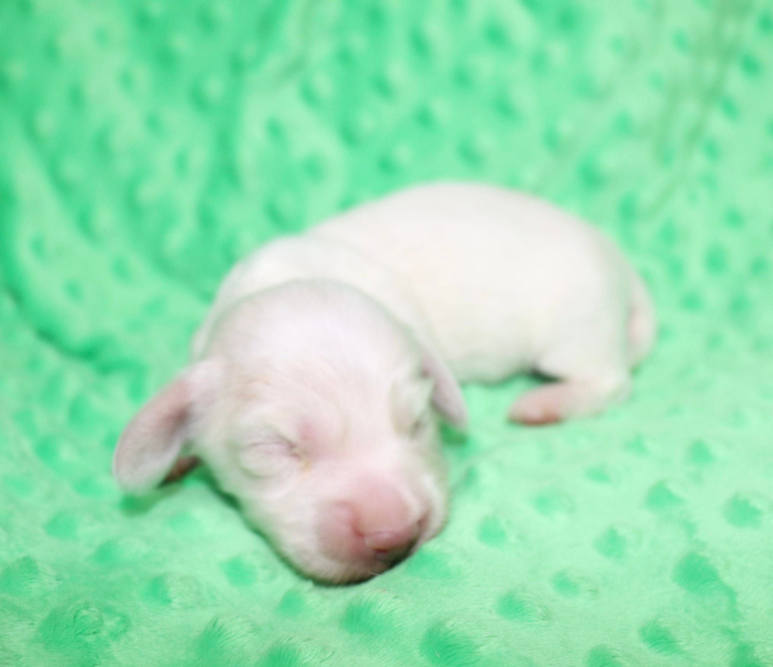 Creme of the Crop Dachshunds - Casper Puppy 14