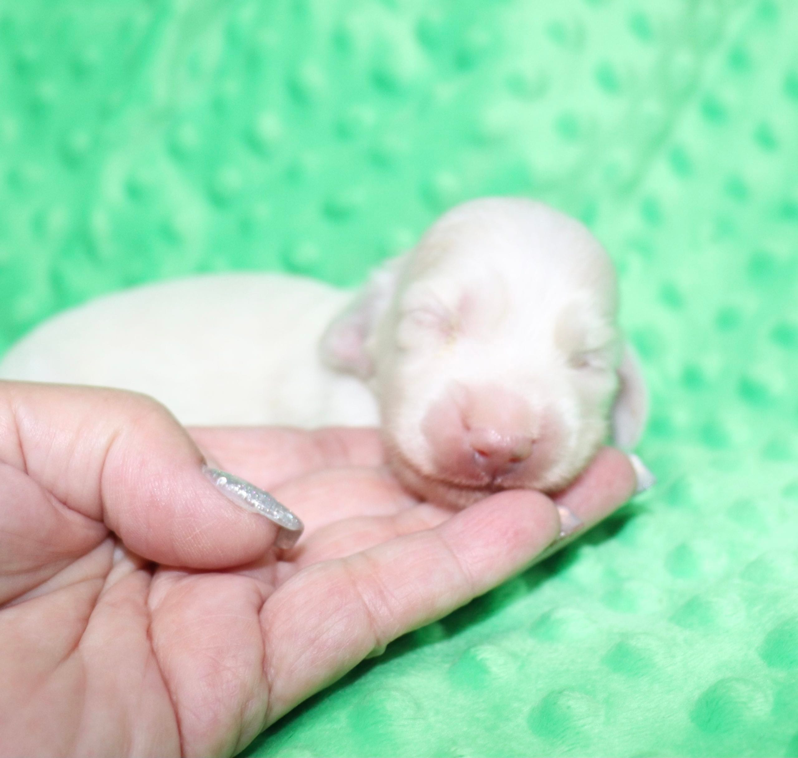 Creme of the Crop Dachshunds - Casper Puppy 18