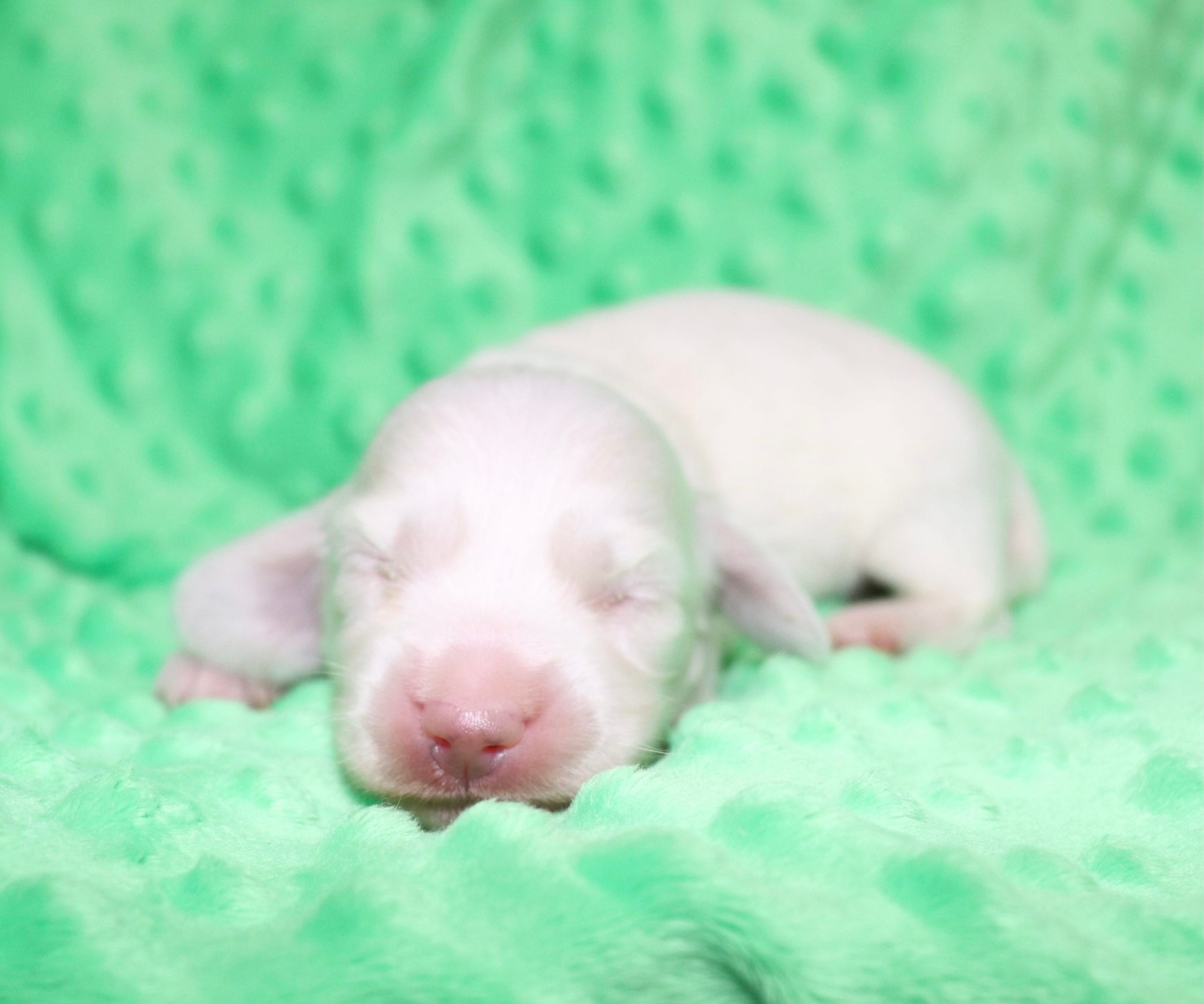 Creme of the Crop Dachshunds - Casper Puppy 19