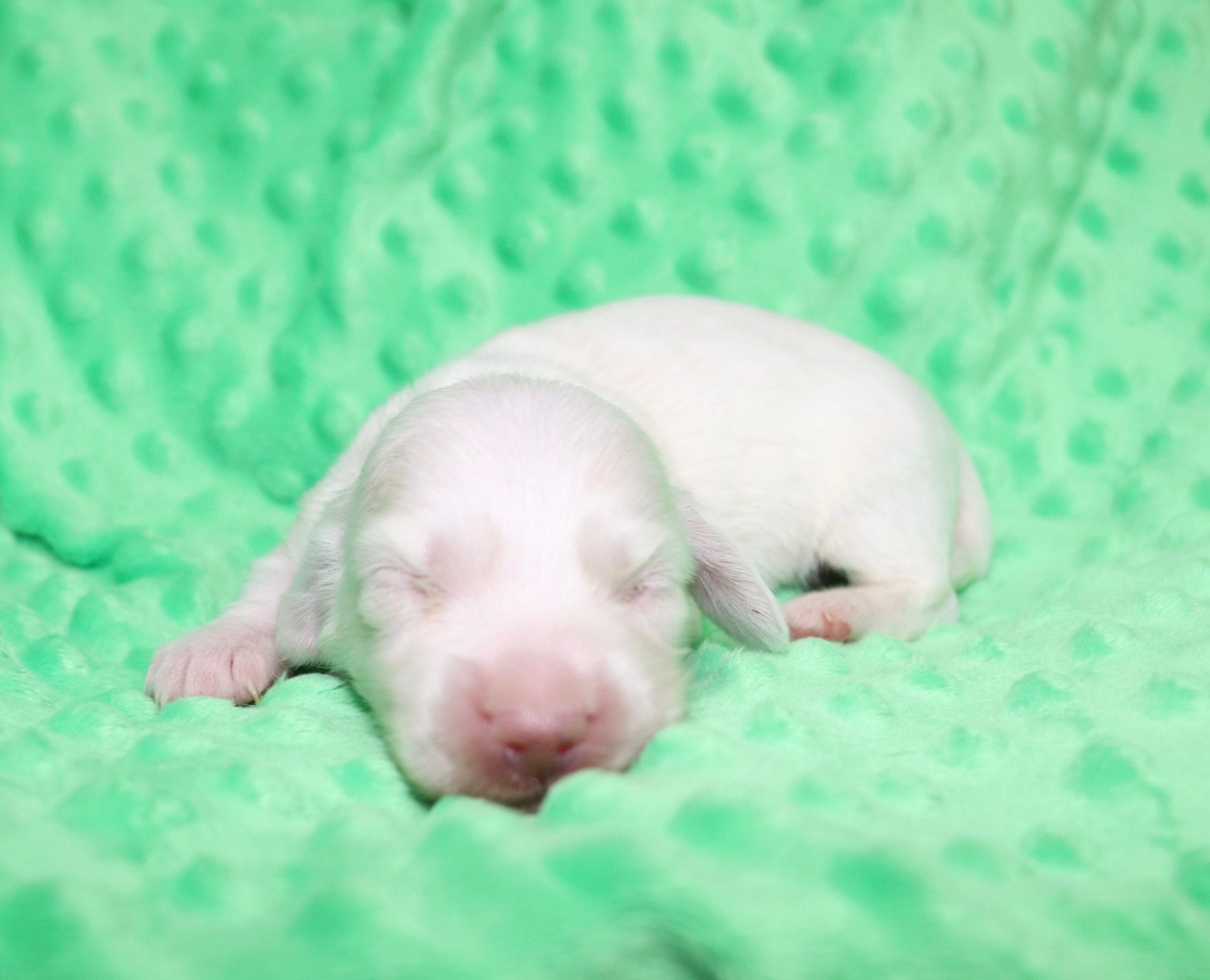 Creme of the Crop Dachshunds - Casper Puppy 20