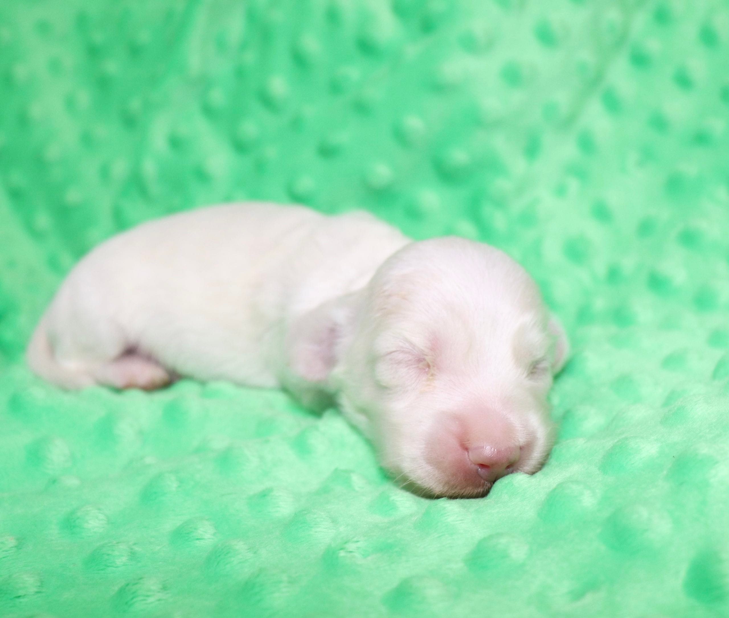 Creme of the Crop Dachshunds - Casper Puppy 1