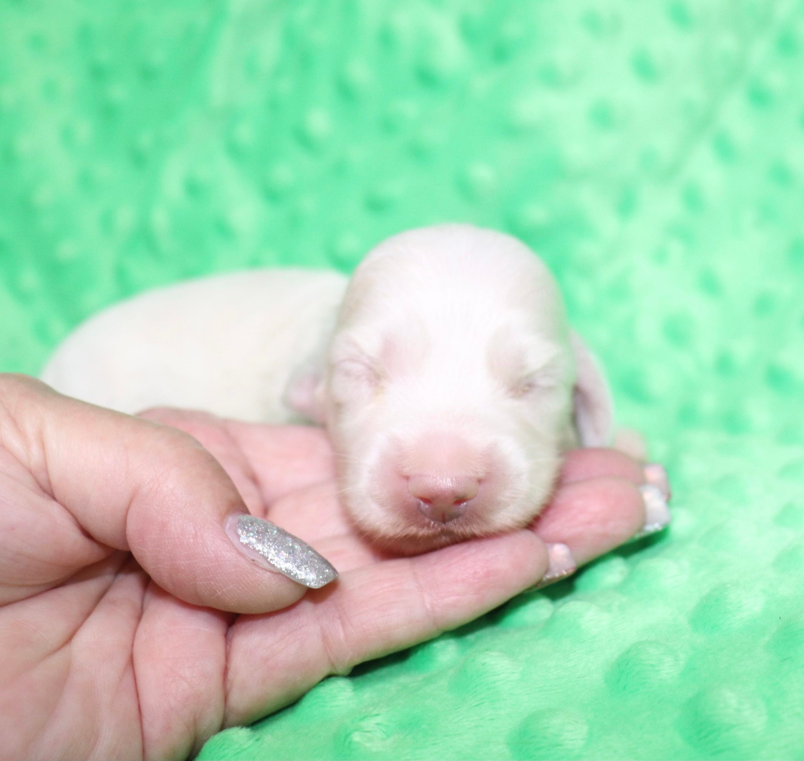 Creme of the Crop Dachshunds - Casper Puppy 2