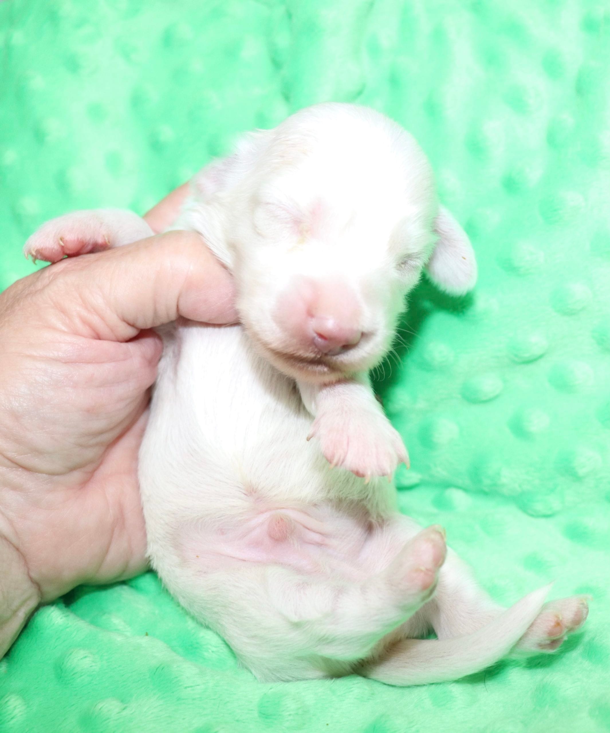 Creme of the Crop Dachshunds - Casper Puppy 4