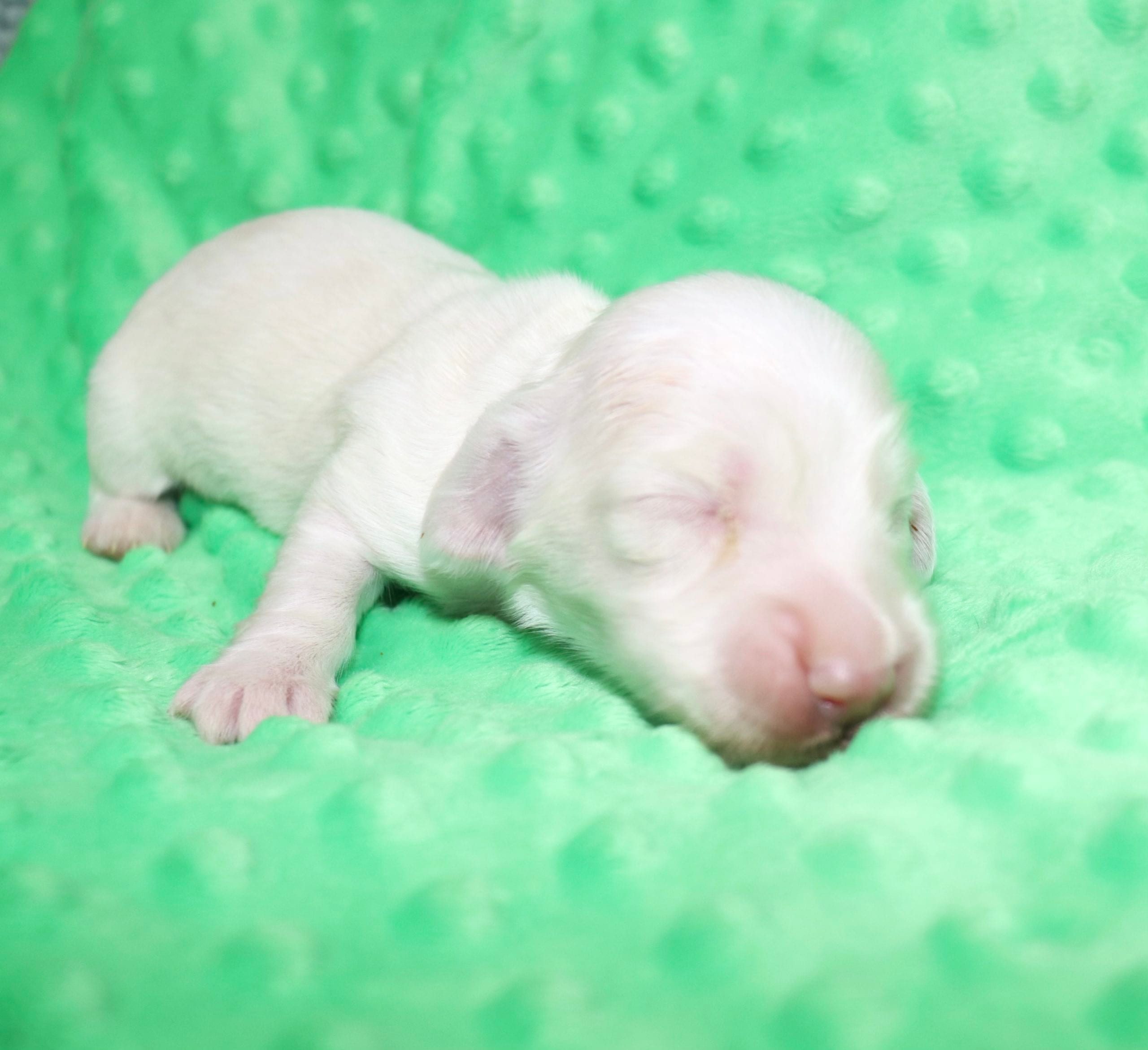 Creme of the Crop Dachshunds - Casper Puppy 5