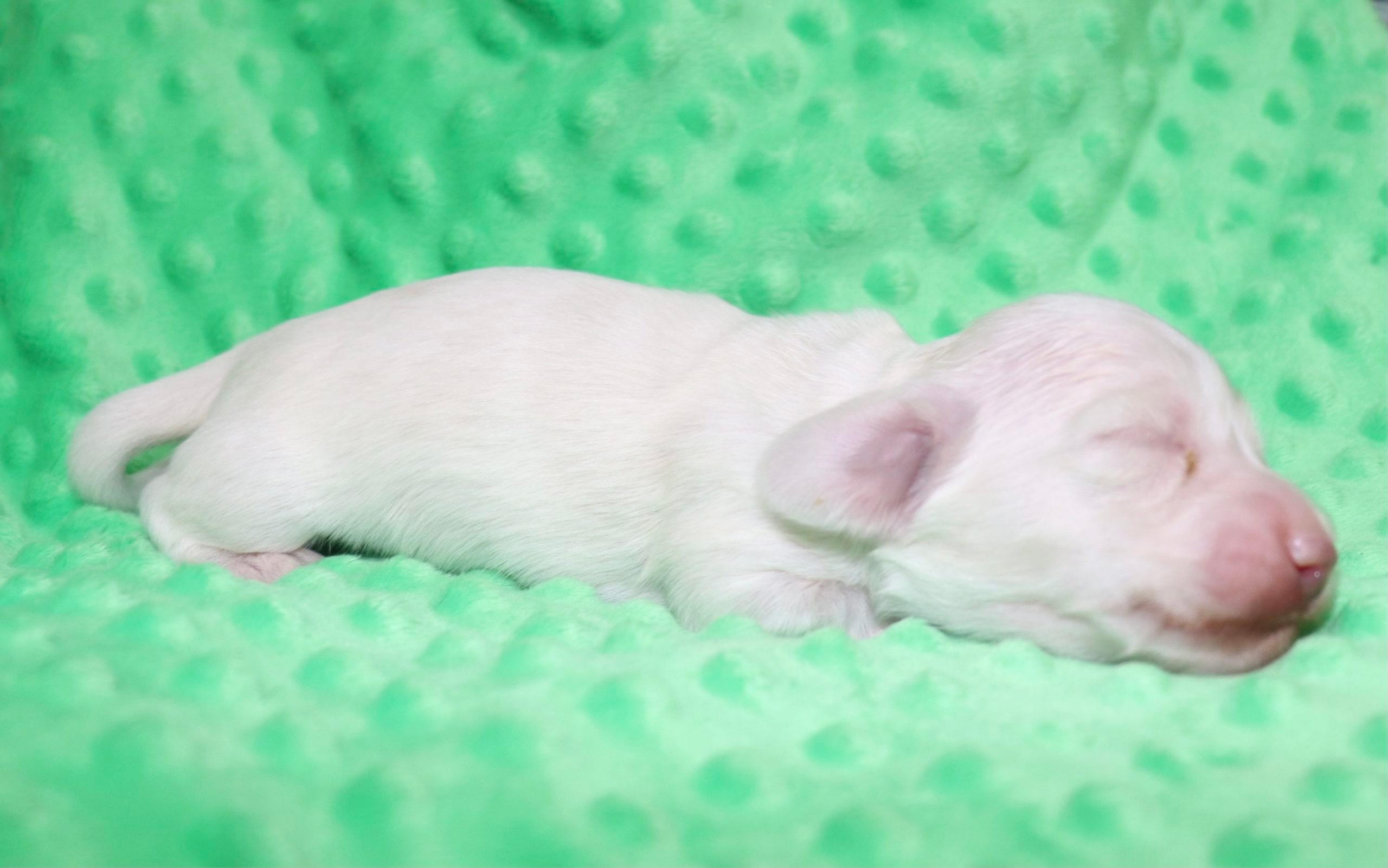 Creme of the Crop Dachshunds - Casper Puppy 6