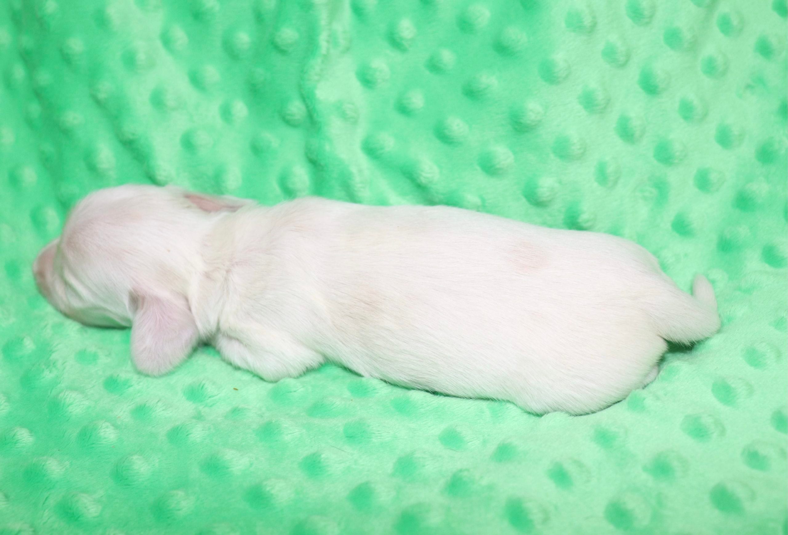 Creme of the Crop Dachshunds - Casper Puppy 7