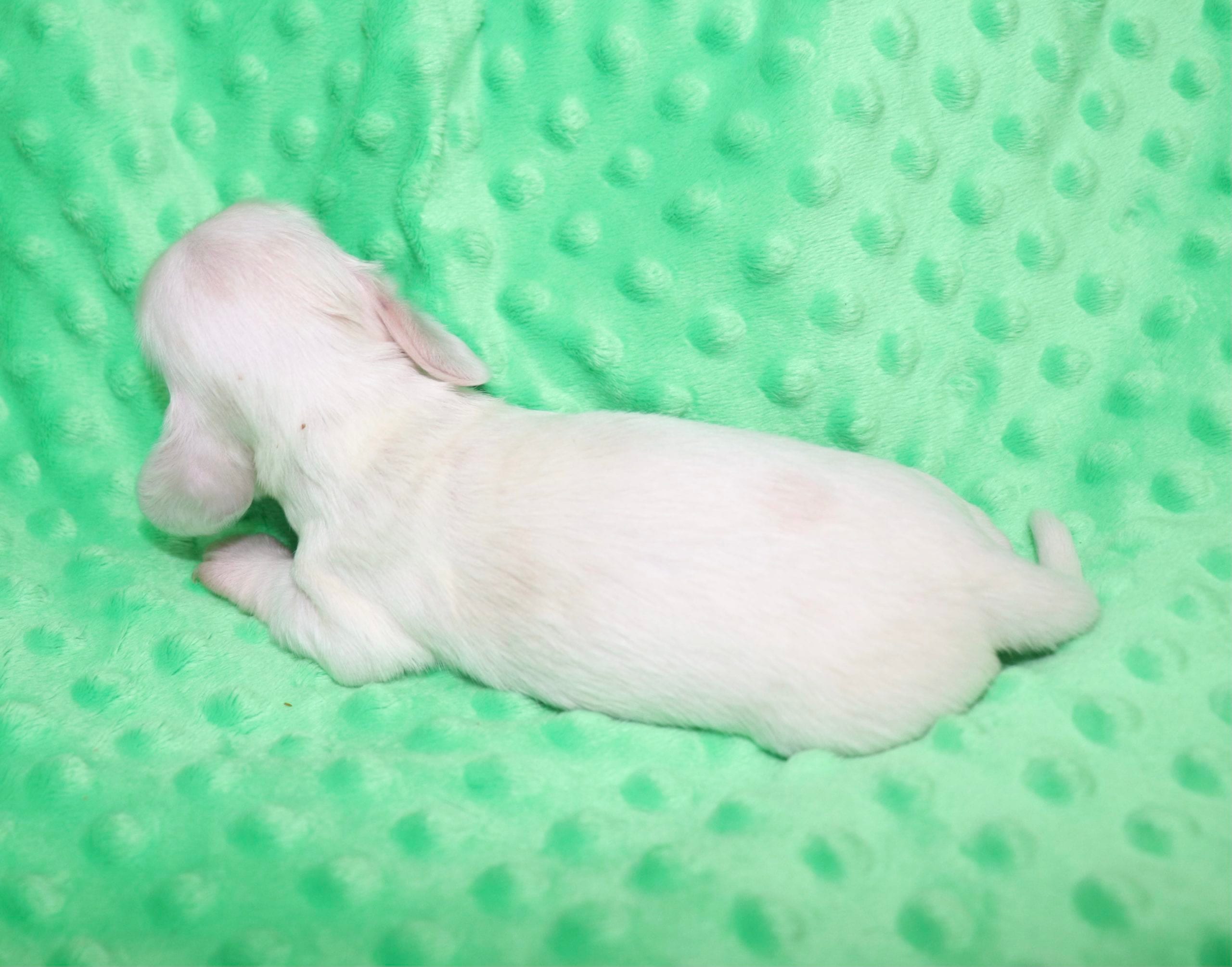 Creme of the Crop Dachshunds - Casper Puppy 9