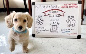 Creme of the Crop Dachshunds - EE Cream Miniature Dachshund Puppies - Breeder Testimonial