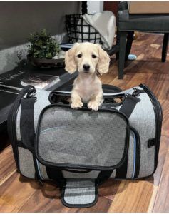 Creme of the Crop Miniature Dachshund Puppy Testimonial Ellie & Lacy