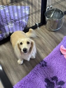 Creme of the Crop Miniature Dachshunds - Available Dog For Sale Re-Homing - Lila 1