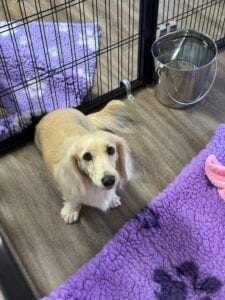 Creme of the Crop Miniature Dachshunds - Available Dog For Sale Re-Homing - Lila 4