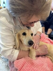Creme of the Crop Miniature Dachshunds - Available Dog For Sale Re-Homing - Lila 3