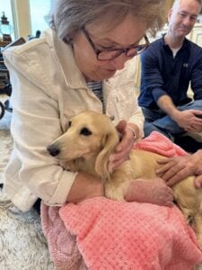 Creme of the Crop Miniature Dachshunds - Available Dog For Sale Re-Homing - Lila 4