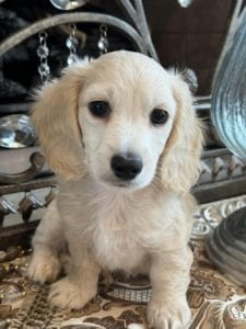 Creme of the Crop Miniature Dachshunds Limoncello 4