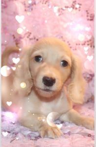 Crème of the Crop Dachshunds English Cream Miniature Dachshund Breeder Liora Rae