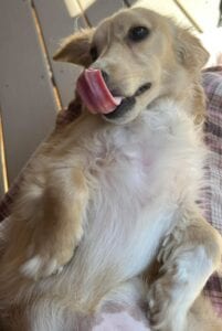 Monet - Longhair Cream Miniature Dachshund For Sale 9