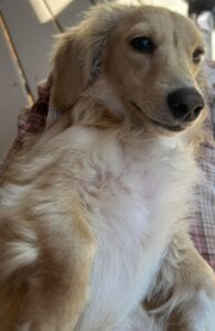 Monet - Longhair Cream Miniature Dachshund For Sale 7