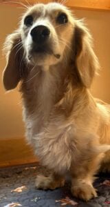 Monet - Longhair Cream Miniature Dachshund For Sale 8