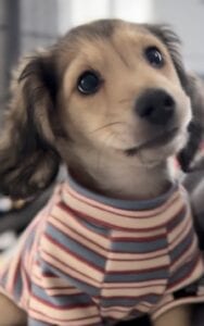 Creme of the Crop Miniature Dachshund Puppy Moose