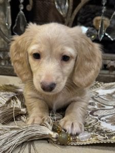 Creme of the Crop Miniature Dachshunds Oliver 1