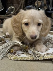 Creme of the Crop Miniature Dachshunds Oliver 2