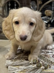 Creme of the Crop Miniature Dachshunds Oliver 3