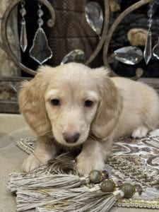 Creme of the Crop Miniature Dachshunds Oliver 4