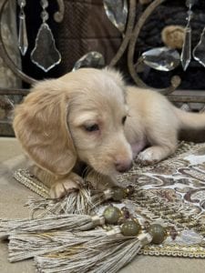 Creme of the Crop Miniature Dachshunds Oliver 5