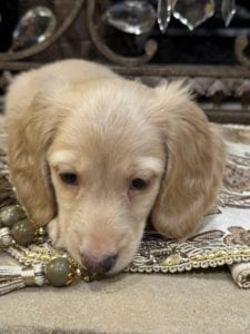 Creme of the Crop Miniature Dachshunds Oliver 6