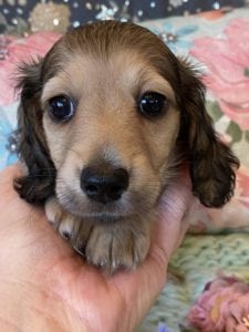 Creme of the Crop Miniature Dachshunds Cream Puppy Paisley 1