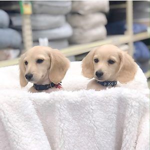 Crème of the Crop Dachshunds - English Miniature Cream Dachshund Babies