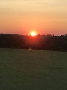 Crème of the Crop English Cream Miniature Dachshunds