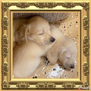 Crème of the Crop Dachshunds - English Miniature Cream Dachshund Puppies Photo