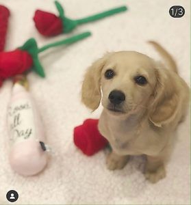 Crème of the Crop Dachshunds - English Miniature Cream Dachshund Puppy