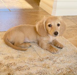 Crème of the Crop Dachshunds - English Miniature Cream Dachshund Puppy