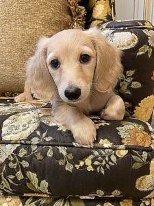 Crème of the Crop Dachshunds - English Miniature Cream Dachshund Puppy