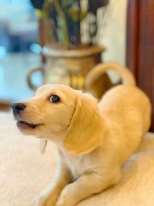 Crème of the Crop Dachshunds - English Miniature Cream Dachshund Puppy