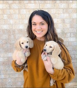 Crème of the Crop English Cream Miniature Dachshunds - Previous Litter Puppies 17