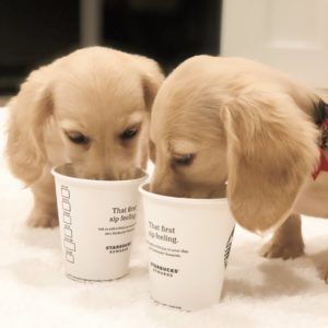 Crème of the Crop Dachshunds - English Miniature Cream Dachshund Puppies