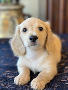 Crème of the Crop Dachshunds - English Miniature Cream Dachshund Puppy
