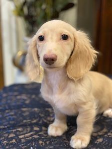 Crème of the Crop Dachshunds - English Miniature Cream Dachshund Puppy