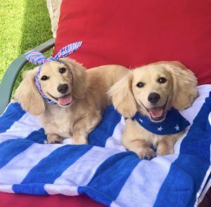 Crème of the Crop English Cream Miniature Dachshunds