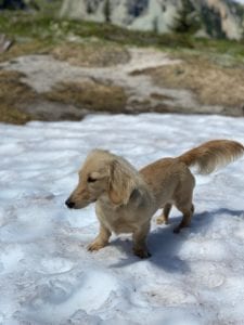 Crème of the Crop English Cream Miniature Dachshunds - Puppy Testimonial