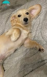 Crème of the Crop English Cream Miniature Dachshunds - Previous Litter Puppies 8