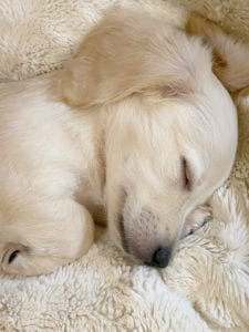 Crème of the Crop English Cream Miniature Dachshunds - Previous Litter Puppies 7