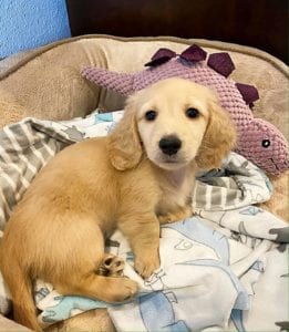 Crème of the Crop English Cream Miniature Dachshunds - Previous Litter Puppies 5