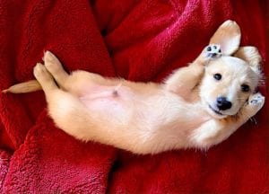 Crème of the Crop English Cream Miniature Dachshunds - Previous Litter Puppies 4