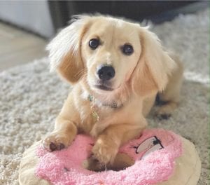 Crème of the Crop English Cream Miniature Dachshunds - Previous Litter Puppies 2